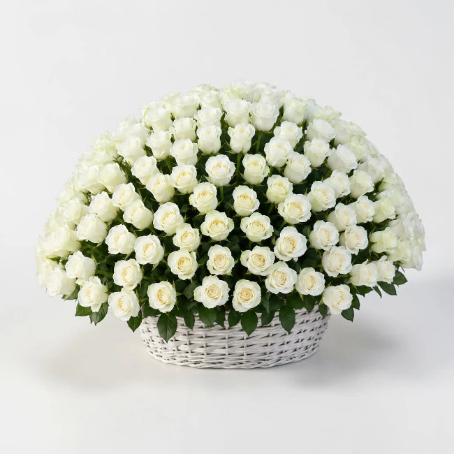 300 White Roses Basket