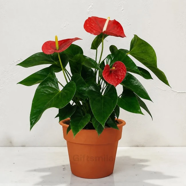 Red Anthurium Plant