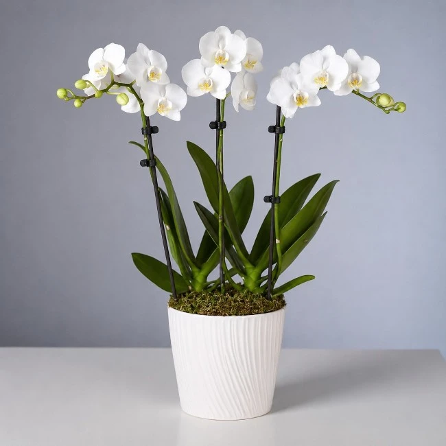 White Orchid Phalaenopsis