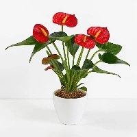 Anthurium Plant in Ceramic Pot
