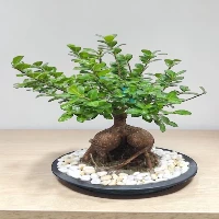 Bonsai