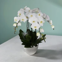 Phalaenopsis White Orchid