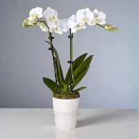 White Orchid Phalaenopsis